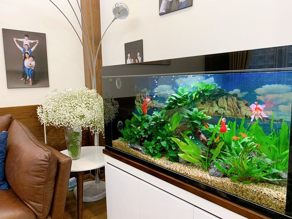 Bể cá phong thủy được đặt ở phòng khách.