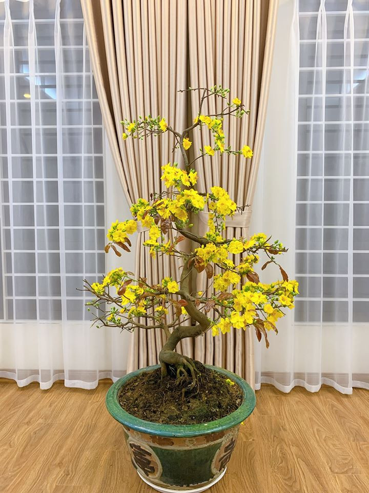 Mai vàng phương Nam "đến" nhà MC nhà đài đón Tết.