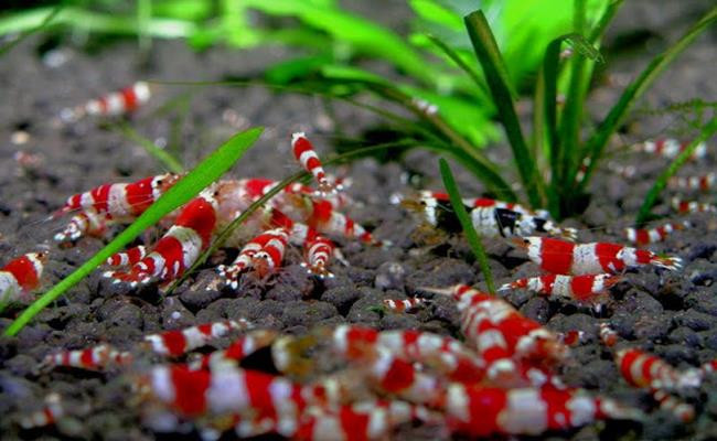 Tép ong đỏ (Red Bee Shrimp) sở hữu những sọc trắng và sọc đỏ đậm xen kẻ chạy dọc khắp cơ thể của chúng. Loại tép này luôn được coi là ông hoàng của dòng tép cảnh.