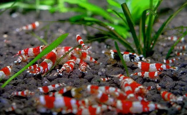 Tép ong đỏ (Red Bee Shrimp) sở hữu những sọc trắng và sọc đỏ đậm xen kẻ chạy dọc khắp cơ thể của chúng. Loại tép này luôn được coi là ông hoàng của dòng tép cảnh.