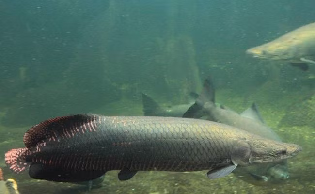Cá hải tượng là một trong những loài cá nước ngọt có trọng lượng lớn nhất hành tinh. Chúngcó nguồn gốc tại lưu vực sông Amazon, Nam Mỹ. Loài cá này còn mang tên Arapaima - “quái vật” nước ngọt.