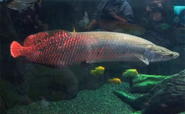 Một gia đình ở Tây Ninh bắt đầu nuôi cá hải tượng từ năm 2008 với con cá giống bé như ngón tay cái, dài khoảng 15cm có giá tiền là 1,5 triệu đồng/con. Thức ăn chính của con vật này là cá nhỏ ở sông, sản lượng 5kg/ngày.