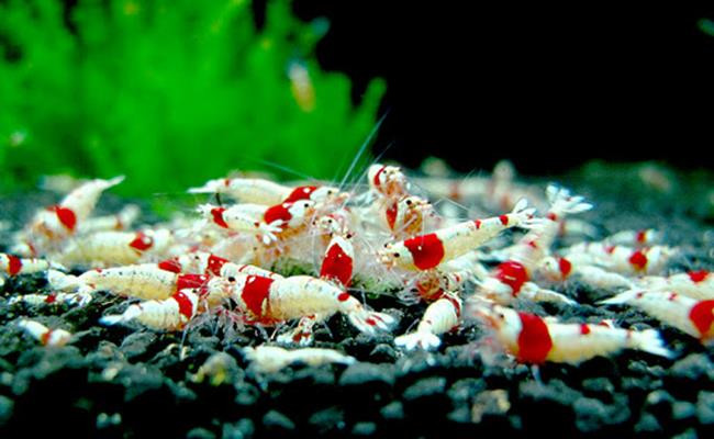 Có kích thước nhỏ, chiều dài chỉ từ 1,5cm nhưng giá của loài tép này lên tới hàng chục triệuđồng/con. Có nhiều đại gia Việt Nam sẵn sàng bỏ ra số tiền 9.000 euro (khoảng 241 triệu đồng) để sở hữu 1 chú tép dễ thương này.