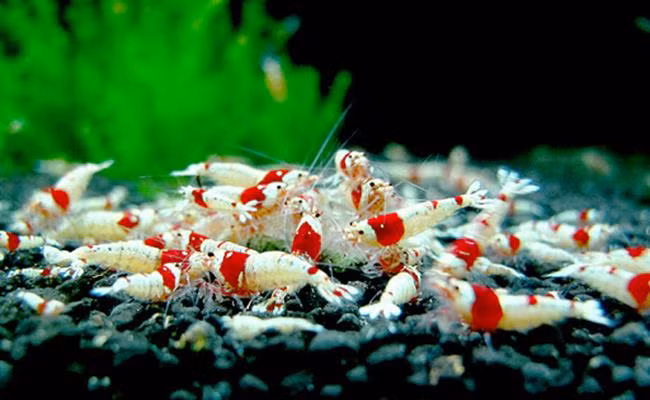 Có kích thước nhỏ, chiều dài chỉ từ 1,5cm nhưng giá của loài tép này lên tới hàng chục triệuđồng/con. Có nhiều đại gia Việt Nam sẵn sàng bỏ ra số tiền 9.000 euro (khoảng 241 triệu đồng) để sở hữu 1 chú tép dễ thương này.