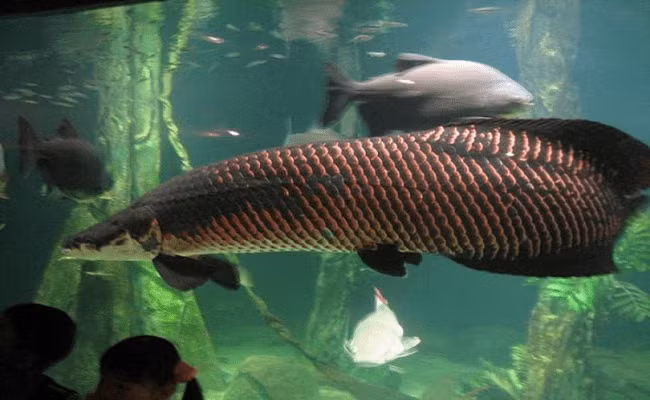 Khi trưởng thành, trọng lượng trung bình của chúng vào khoảng 100-200kg, dài tầm 2m. Thế giới từng ghi nhận một chú cá hải tượng long dài tới 4m, nặng 300kg. Đây là loài cá quý hiếm,được đưa vào sách đỏ thế giới.