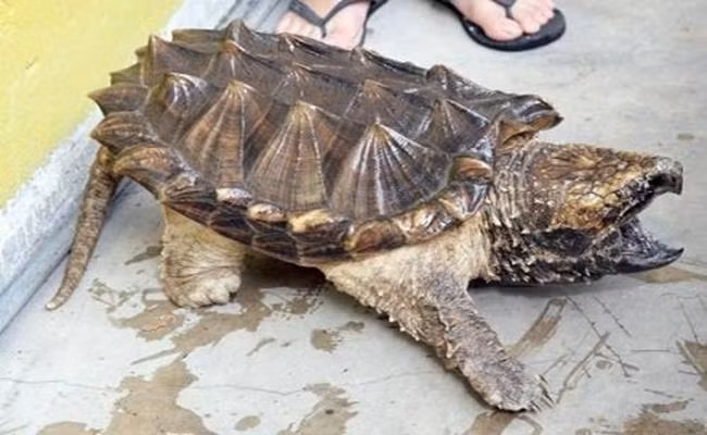 Loài rùa này khá dễ nuôi, thức ăn của chúng là các loài cá nhỏ, dế...