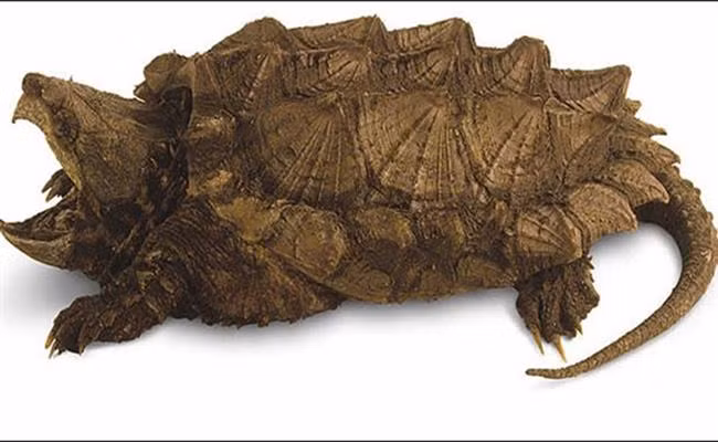 Loài rùa khủng long cổ đại này nằm trong nhóm 2 loài rùa cá sấu được du nhập về Việt Nam gần 2 năm nay, hiện đang rất “hot” và được rao bán với giá từ vài trăm nghìn đồng đến hàng triệu đồng/con.