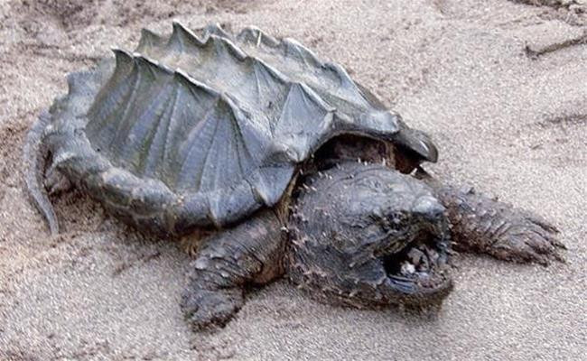 Qua quan sát bề ngoài loài rùa này thì thấy rõ các tấm vảy sừng trên mai nhô cao như vảy cá sấu, mõm như hình mỏ chim, thân có nhiều gai nhọn. Chính vì có hình thù kỳ dị nên chúng được ưa chuộng và nuôi làm cảnh. Nhìn chung, loài rùa này không chứa độc và rất hiền lành.