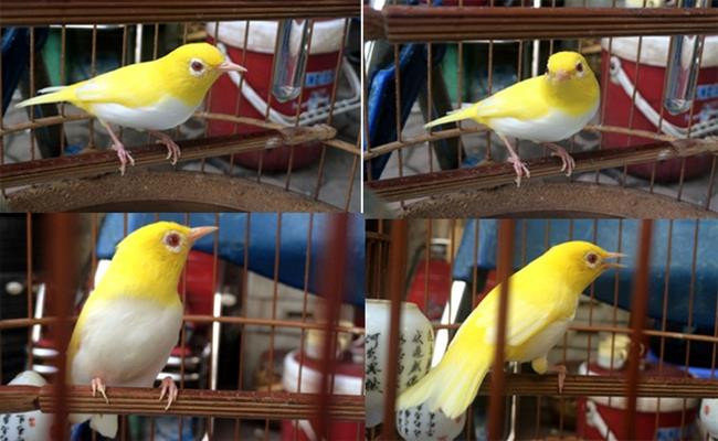 Đây là loại chim vành khuyên đột biến gen rất hiếm. Chủ của nó đã mua cách đây 2 năm với giá hơn 9.000 USD (208 triệu đồng). Hiện tại, có người trả tới 15.000 USD (347 triệu đồng) nhưng chủ chim nhất quyết không bán. Con hoàng khuyên này có bộ đẹp (bao gồm: màu lông, chân, mỏ, mắt), tất cả đều chuẩn, không chê vào đâu được. Đặc biệt, nó còn đấu (hót) rất giỏi, không cần người dạy.