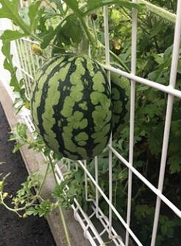 Lại là một quả dưa hấu cứng đầu khi lựa chỗ khó để mọc.