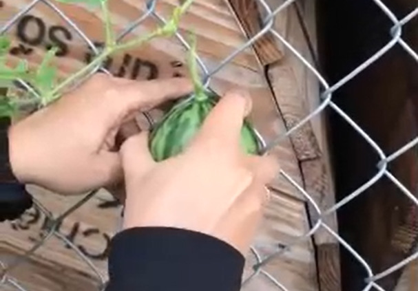 Có vẻ như quả dưa hấu tí hon đã nằm vắt vào mắt lưới trên hàng rào. Tới khi lớn lên, nó liền bị mắc kẹt tại đó, vì vậy rất khó để lấy ra.