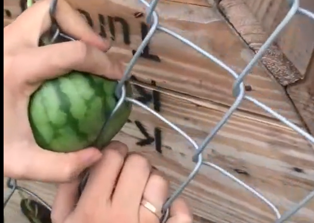 Dù cố ấn, đẩy sang bất kì bên nào nhưng cô gái cũng không thể lấy được quả dưa hấu "lì lợm" ra.