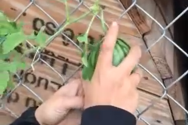 Mới đây, đoạn clip một cô gái cùng chị của mình đã tìm được 1 quả dưa hấu nhỏ xíu nhưng vô cùng xinh xắn trên hàng rào bỗng trở nên cực hot trên mạng xã hội.