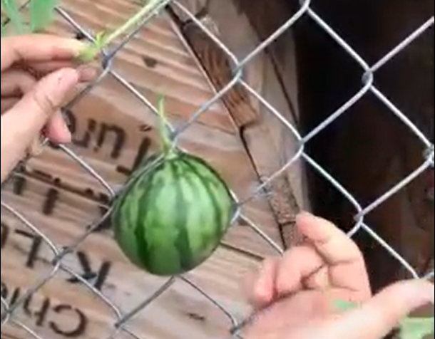 Cụ thể trong clip, sau khi tìm được quả dưa hấu trên hàng rào, cô gái đã tìm cách hái xuống. Thế nhưng, mọi chuyện lại trở nên khó hơn rất nhiều khi quả dưa vô cùng "lì lợm".