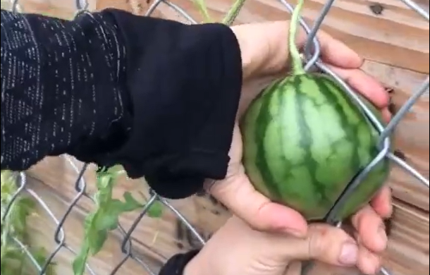 "Quả dưa này cứng đầu thật đấy!", "Thôi chấp nhận bổ đôi ra thì may ra còn lấy được" hay "Giờ chỉ có cắt lưới ra thì mới lấy được quả dưa nguyên vẹn thôi"... là những bình luận dân mạng để lại dưới đoạn clip.