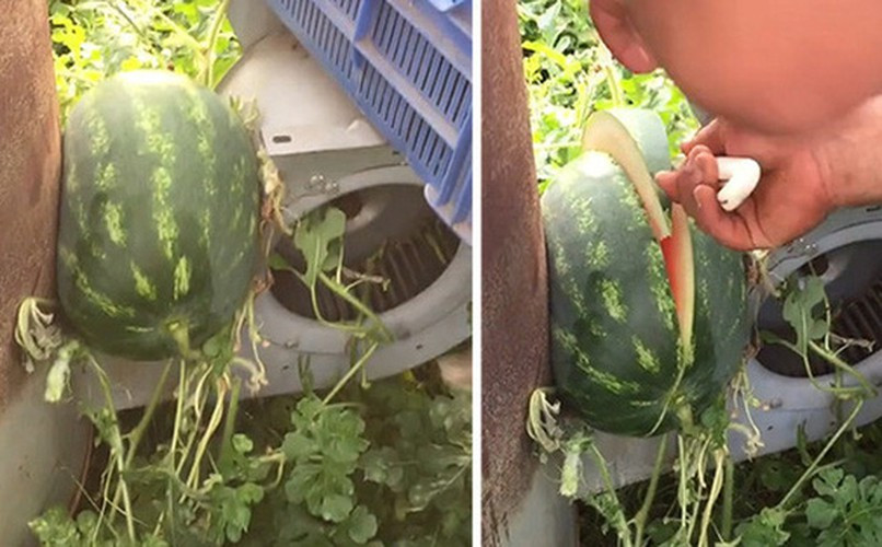Trước đó, không ít lần các khổ chủ gặp khó khăn khi phải đối mặt với những quả dưa hấu "lì lợm" nhất quả đất.