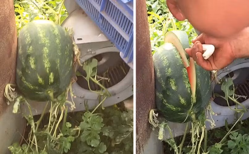 Trước đó, không ít lần các khổ chủ gặp khó khăn khi phải đối mặt với những quả dưa hấu "lì lợm" nhất quả đất.