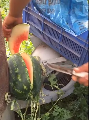 Loay hoay một hồi, cuối cùng anh chàng nông dân đã quyết định dùng dao để bổ dưa hấu ngay tại vườn thay vì thu hoạch nó nguyên vẹn.