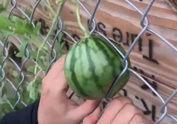 Trước cảnh này, các cư dân mạng đều dở khóc dở cười, nhiều người còn trêu chọc rằng hãy... cắt lưới ra để lấy được quả dưa hấu.