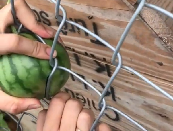 Ngay cả người chị xắn tay áo lên để thử dùng "công lực" lấy quả dưa hấu ra mà vẫn đành bó tay.