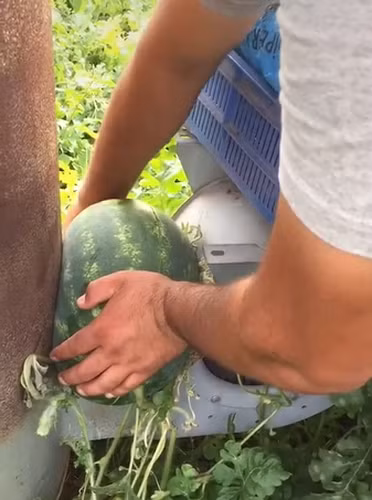 Chẳng thiếu chỗ để mọc nhưng quả dưa hấu trên lại kiếm chỗ khó để mọc và làm khổ chủ phải vất vả để thu hoạch.