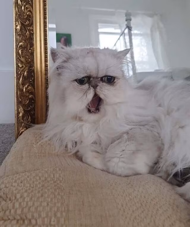 Đồng thời, bộ lông xù màu trắng bao bọc toàn bộ cơ thể, giúp Wilfred lan tỏa khí chất hoang dã. Đặc biệt, khuôn mặt chỉ có duy nhất một biểu cảm cáu kỉnh, không phân biệt vui hay buồn đã tạo nên thương hiệu riêng cho nó.