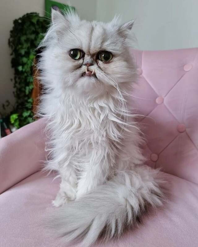 Được biết, sau khi trở thành hiện tượng mạng, cuộc sống Wilfred rất hạnh phúc, ngày càng có nhiều người biết đến và trở thành fan cuồng nhiệt.