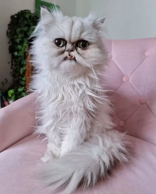 Được biết, sau khi trở thành hiện tượng mạng, cuộc sống Wilfred rất hạnh phúc, ngày càng có nhiều người biết đến và trở thành fan cuồng nhiệt.