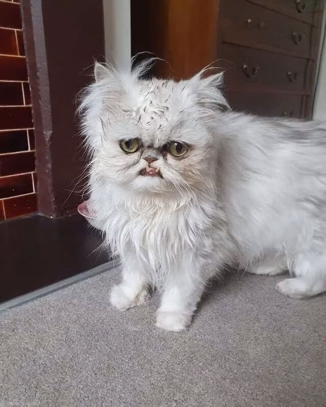 Theo đó, vào năm 2018, Wilfred Warrior bất ngờ "nổi như cồn" thông qua vài bức ảnh được chủ đăng tải trên trang cá nhân.