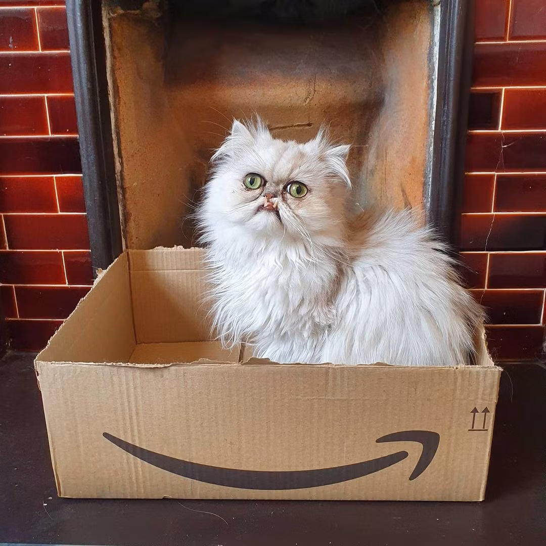 Chú mèo "debut" cực kỳ thành công, trở thành nhân vật được săn đón nồng nhiệt. Nó có mặt trên nhiều tờ báo lớn, thu về hàng loạt người hâm mộ.