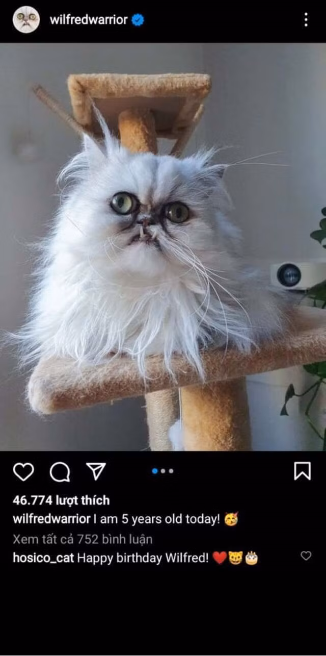 Tuy nhiên, có lẽ Wilfred là cá thể đặc biệt, dậy thì không thành công. Lúc nhỏ, bé mèo cũng như đồng bọn, "đốn tim" mọi người từ ánh nhìn đầu tiên với dáng vẻ ngây thơ, đáng yêu.