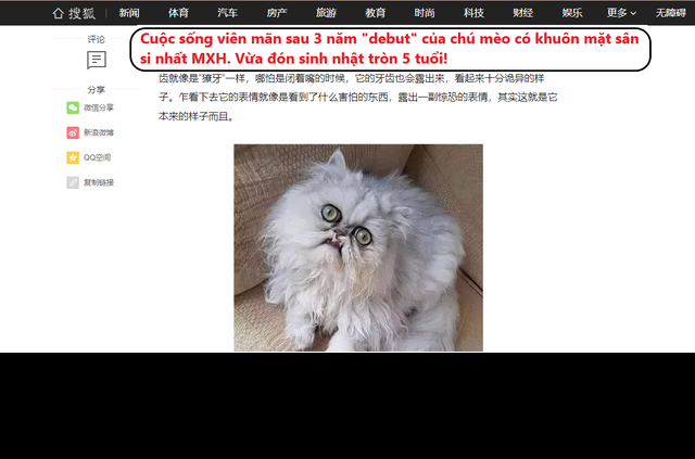 Mới đây, tờ Sohu đã chia sẻ lại bài đăng về chú mèo Wilfred Warrior nổi đình đám vào năm 2018 nhờ dáng vẻ có 1-0-2. Nó được dân tình gọi là: "Chiếc mèo có cơ mặt sân si nhất MXH".