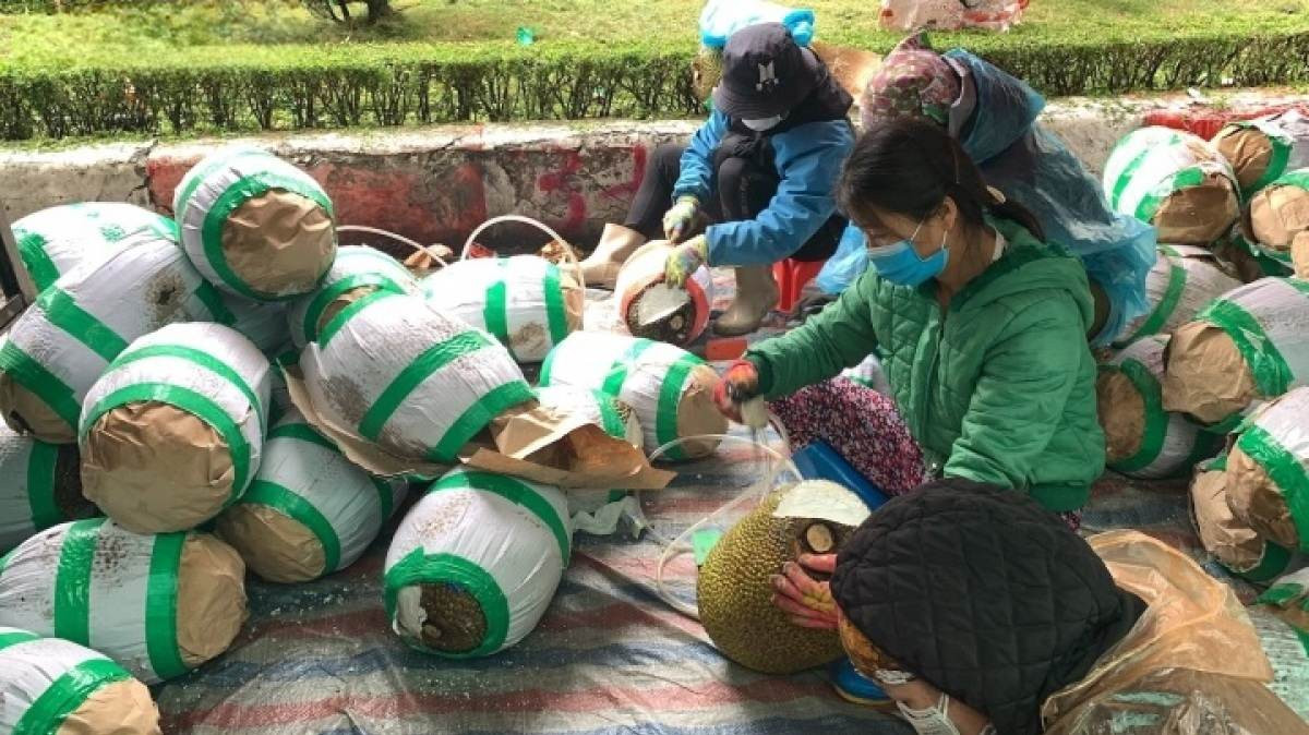 Vào khoảng đầu năm 2022, COVID-19 làm cho việc xuất hàng nông sản từ Việt Nam sang Trung Quốc qua cửa khẩu gặp nhiều khó khăn khi phải chờ nhiều ngày mới được thông quan. Trong thời gian chờ đợi này, nhiều tài xế phải dỡ hàng để vệ sinh hoa quả (nhiều nhất là mít) cho thật sạch sẽ, nhằm đảm bảo chất lượng khi hàng xuất sang biên giới. Từ đó, công việc cọ rửa mít lập tức thu hút người lao động tại khu vực này, giúp họ kiếm tiền triệu mỗi ngày.