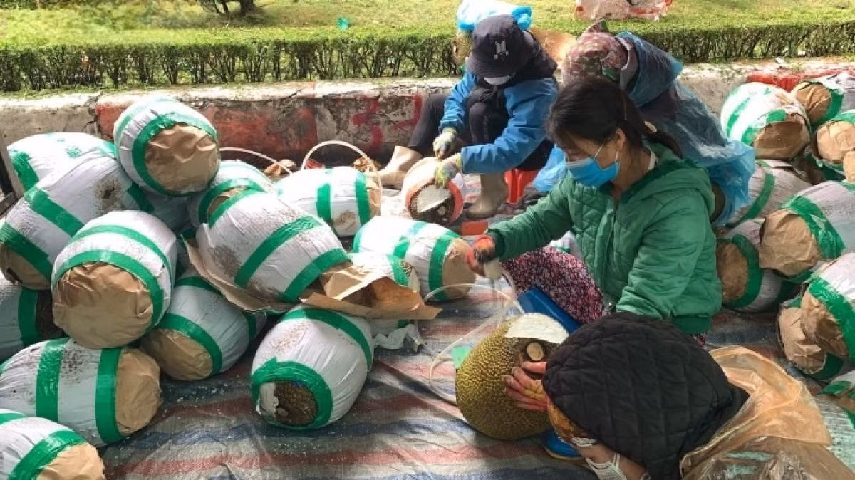 Vào khoảng đầu năm 2022, COVID-19 làm cho việc xuất hàng nông sản từ Việt Nam sang Trung Quốc qua cửa khẩu gặp nhiều khó khăn khi phải chờ nhiều ngày mới được thông quan. Trong thời gian chờ đợi này, nhiều tài xế phải dỡ hàng để vệ sinh hoa quả (nhiều nhất là mít) cho thật sạch sẽ, nhằm đảm bảo chất lượng khi hàng xuất sang biên giới. Từ đó, công việc cọ rửa mít lập tức thu hút người lao động tại khu vực này, giúp họ kiếm tiền triệu mỗi ngày.