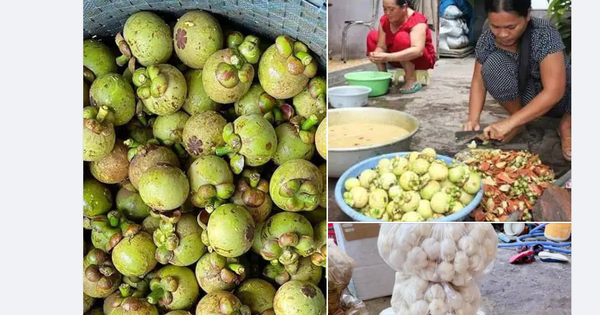 Các "nhà tuyển dụng" thi nhau tuyển người thông qua các kênh mạng xã hội. Họ sẵn sàng trả công từ 300.000 - 600.000 đồng mỗi ngày cho công việc gọt măng cụt xanh. Công việc này không yêu cầu kỹ thuật, người làm có thể nhận hàng về nhà gọt, giao hàng và lĩnh tiền công ngay trong ngày.