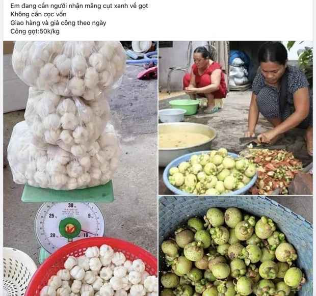 Mấy ngày nay, món nộm gà măng cụt đang "siêu hot", được người tiêu dùng săn lùng khắp nơi. Vì vậy, gọt măng cụt xanh bỗng nhiên trở thành một công việc hái ra tiền.