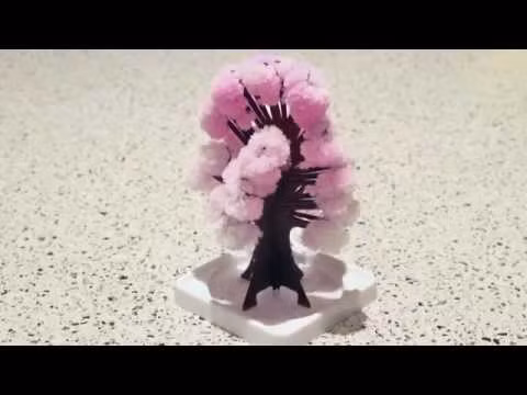  Cây thông nở bông tuyết minh hoạ.