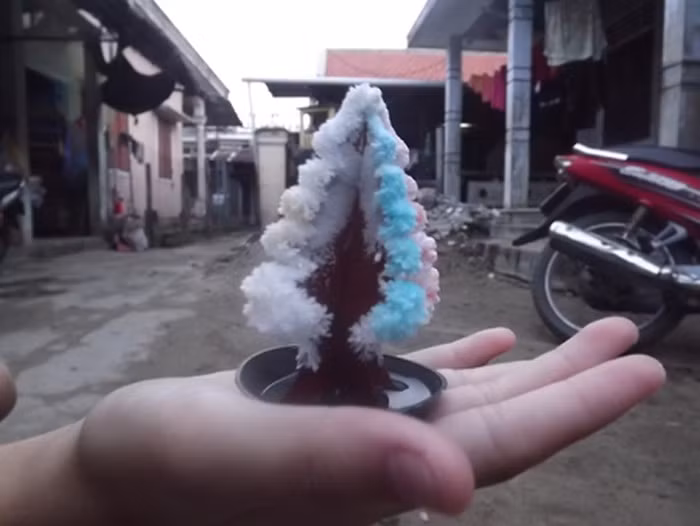 Hình ảnh một màn mua cây thông nở tuyết thành công.