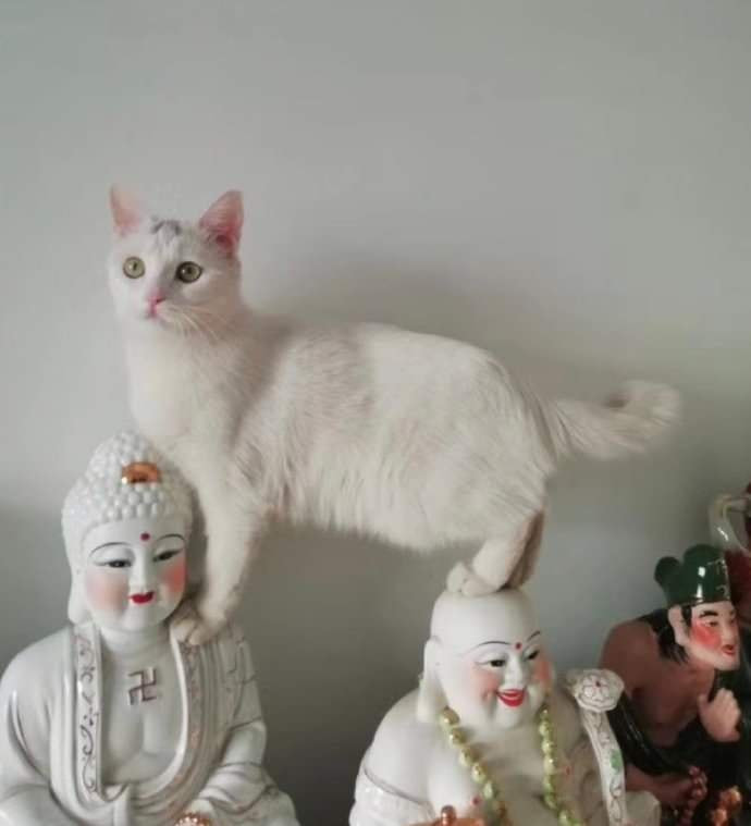Khi thần thánh cũng bị mèo cưng của gia chủ quấy rầy.