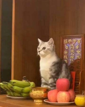 Giật mình không biết nhà mình thờ thêm "thần mèo" từ lúc nào.