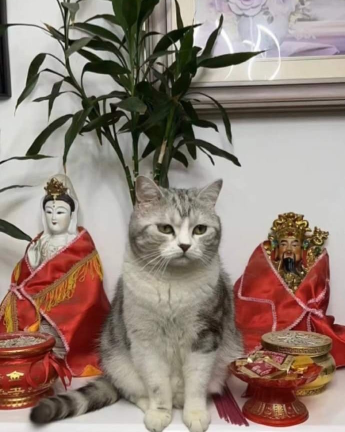 Ngửi mùi cá và pate ngán rồi nên hôm nay thử ngửi mùi nhang xem có gì thú vị không.