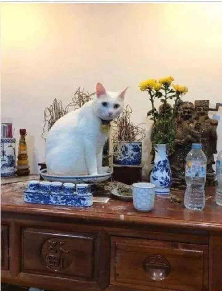 "Lễ vật của ta đâu, khẩn trương lên nào!"