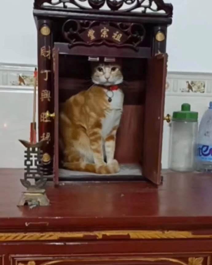 Nhìn mặt căng thẳng quá, nên năn nỉ làm sao để "hoàng thượng" chịu "hồi cung" đây.