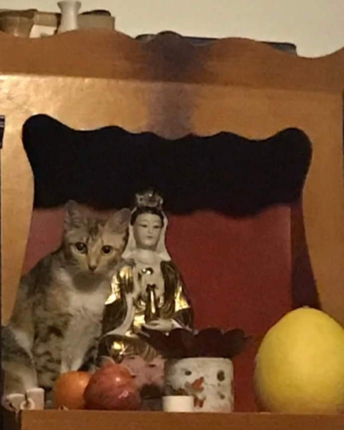 Nhà có một chiếc mèo mà mỗi lần buồn đời là leo lên bàn thờ nằm.