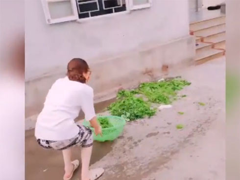 Cụ thể trong đoạn clip, một cô gái có vẻ ngoài xinh xắn, trên tay cầm rổ rau và chuẩn bị cho màn "thi triển". Tuy nhiên khi vừa đưa lên, rau đã bay sạch ra ngoài.