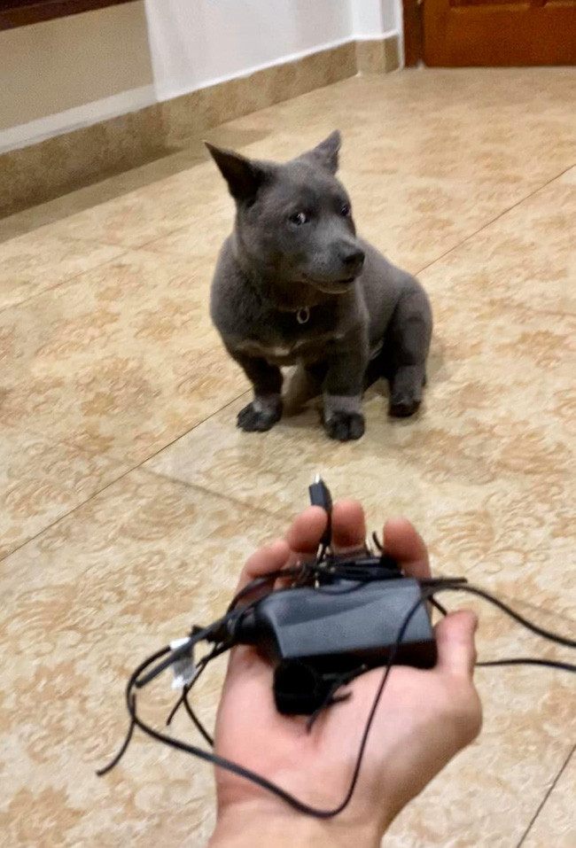 Dúi idol đã chính thức ghi danh để trở thành "chú chó vàng trong làng phá hoại" khi tiếp tục làm hỏng đồ dùng trong nhà con sen.