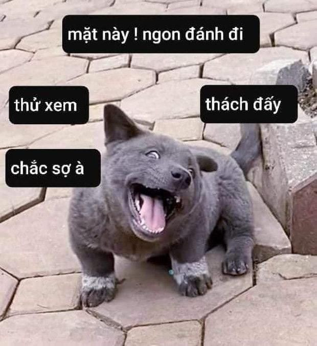 Dúi đang vui bên chiếc dây sạc thì bị sen phát hiện, chú ta cũng có chút sợ hãi, giật mình vì bị bắt quả tang.