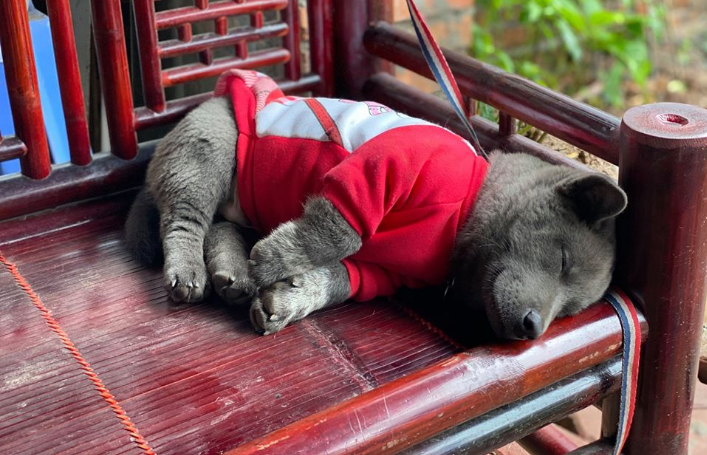 Dúi có gốc gác từ vùng núi cao xa xôi nhưng sau khi về vùng xuôi đã nhanh chóng khiến dân tình mê tít.