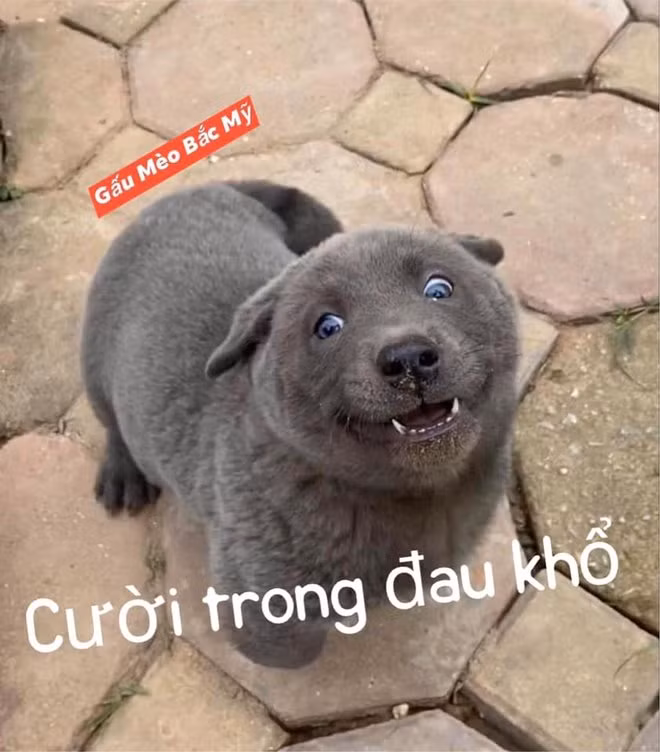 "Bức ảnh sau khi bị sen tóm, ôi sao mặt Dúi lại hiền dịu đến lạ lùng nhỉ. Chưa bao giờ thấy Dúi hiền như thế", "Dúi ta đúng kiểu "Hả??? Gì??? Ai biết đâu???" để hòng trốn tội nhưng dây sạc cắn nát thế kia, tội lớn tày đình khó tha" hay "Nhìn cưng ứ chịu được, ngáo ngơ tỉnh bơ." là những bình luận là dân tình để lại.