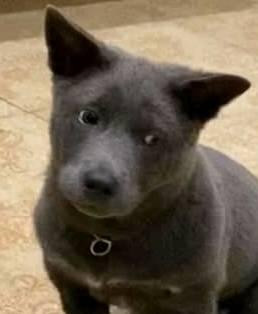 Khoảnh khắc đầu tiên khi bị con sen phát hiện, Dúi ta trưng ra bộ mặt hiền lành đến lạ. Không rõ chú chó đang âm mưu giả bộ đáng thương để sen tha tội hay cố đóng giả người vô tội?